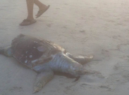 بالصور: الأمواج تقذف سلحفاة بحرية ضخمة على شاطئ ناخوم جولدمان 